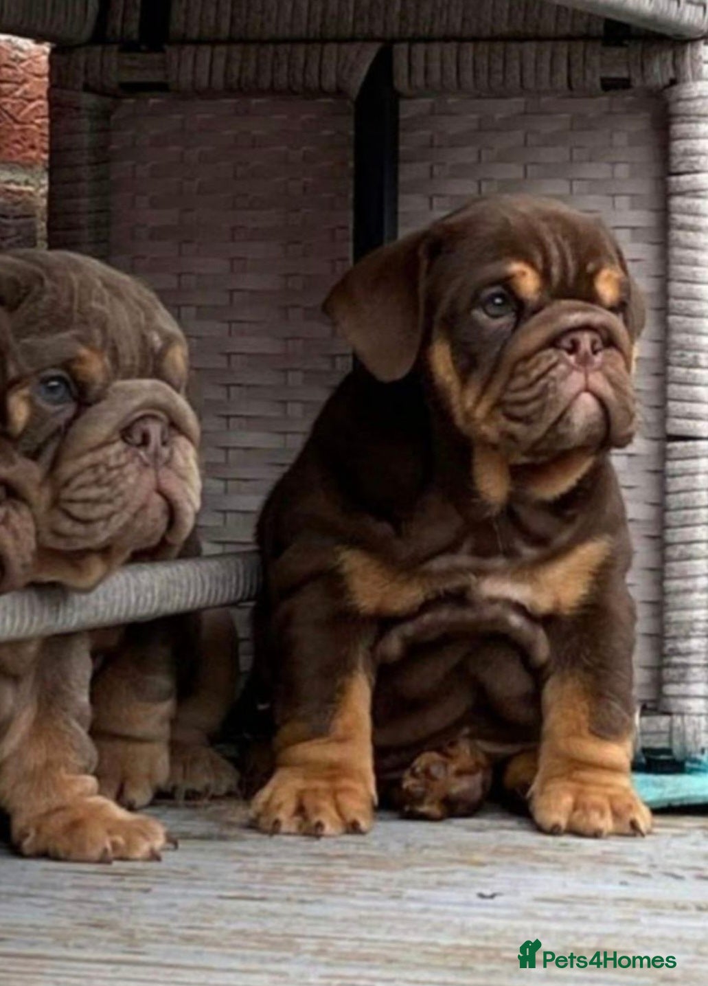 English Bulldog dogs Vet Checked and Ready To Go - Advert 10