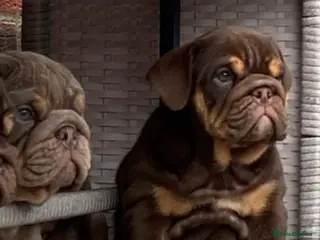 English Bulldog dogs Vet Checked and Ready To Go - Advert 10