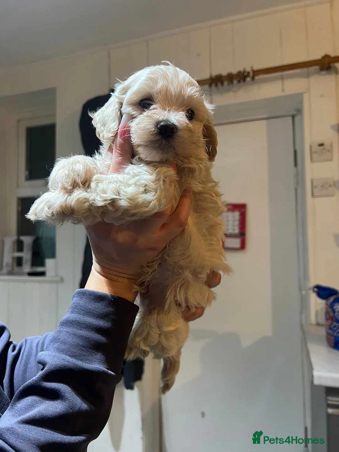 Maltipoo dogs for sale:  GorgeousKorean Maltese puppy 🐶 - Advert 4