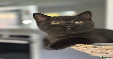 British Shorthair cats - Advert 2