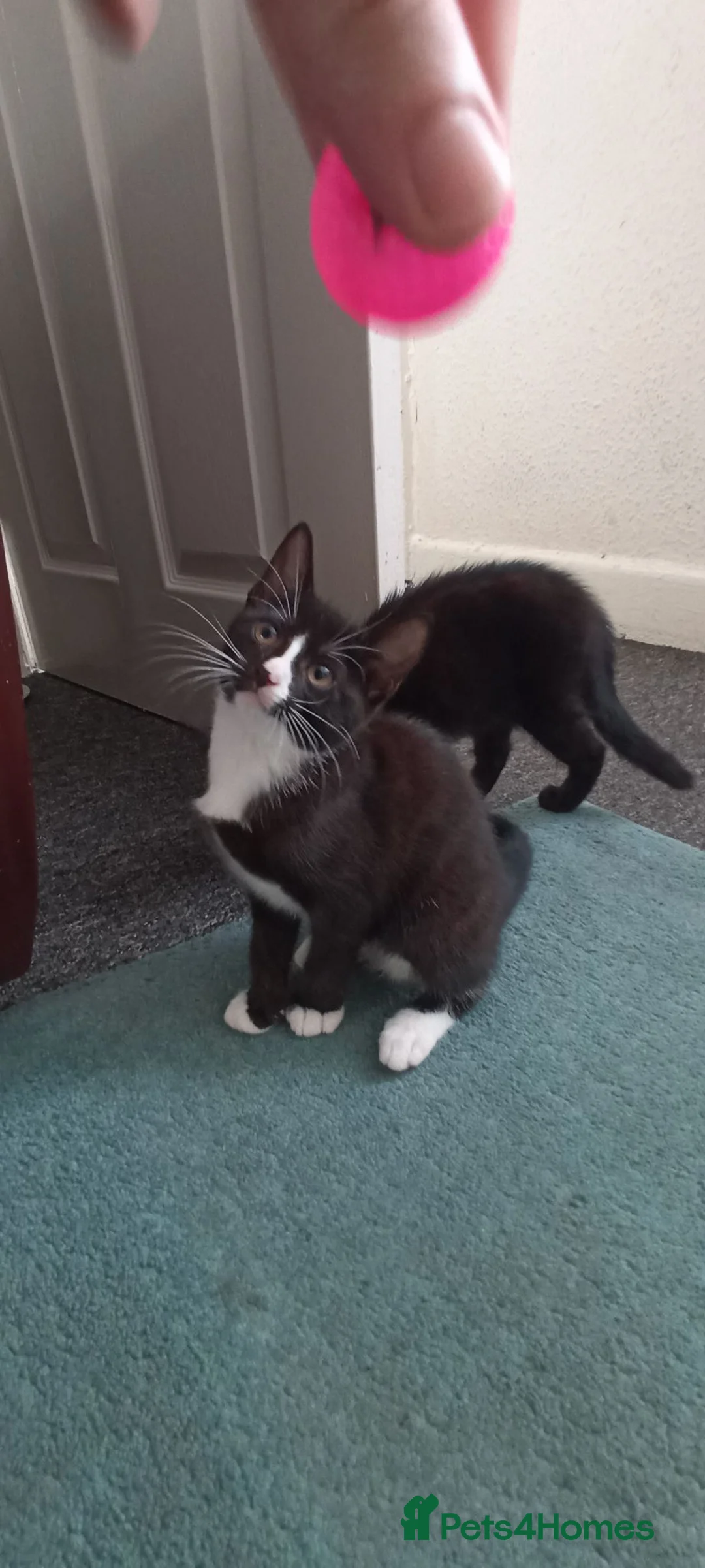 Mixed Breed cats for sale: Fluffy kittens looking for their forever homes in Hull - Advert 6