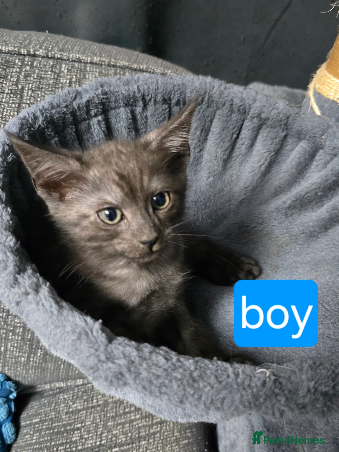 Mixed Breed cats for sale: Mixed breed kittens - Image 6