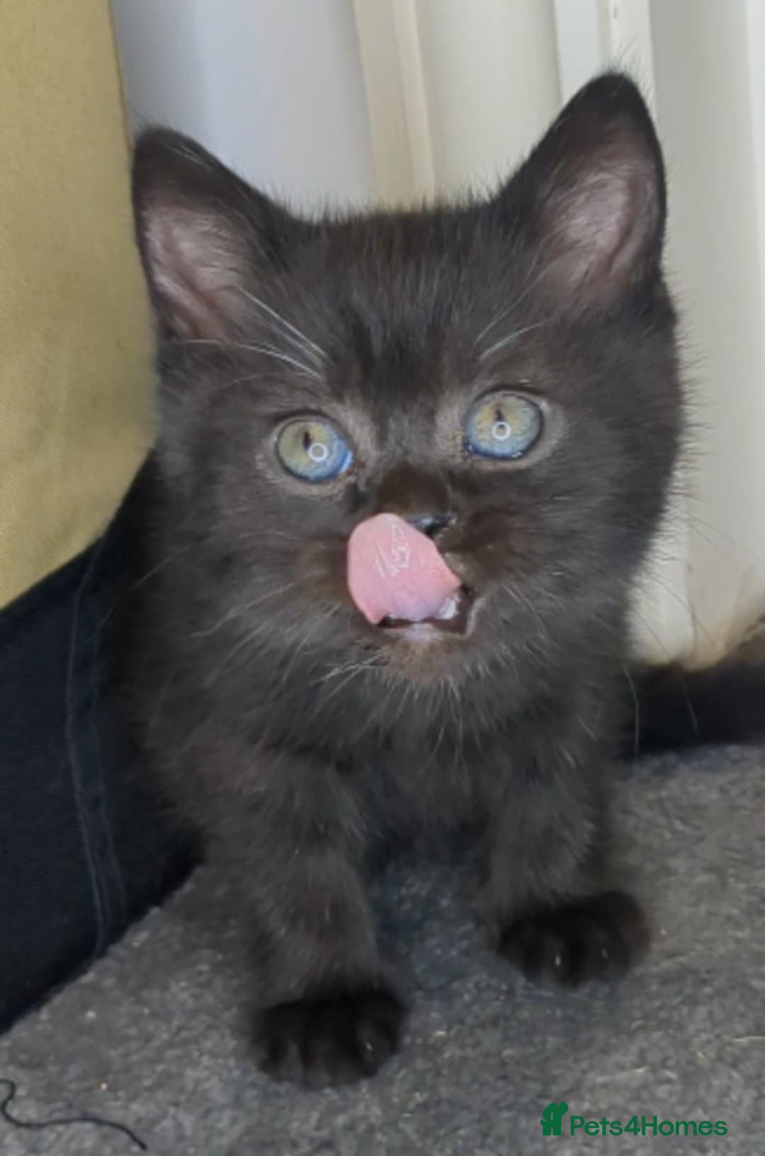 British Shorthair cats for sale:  Ready now. British shorthair kittens  - Image 10