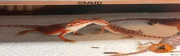 Bearded Dragon reptiles for sale: Red Monster /Zero Baby Bearded Dragons ready to go - Advert 6