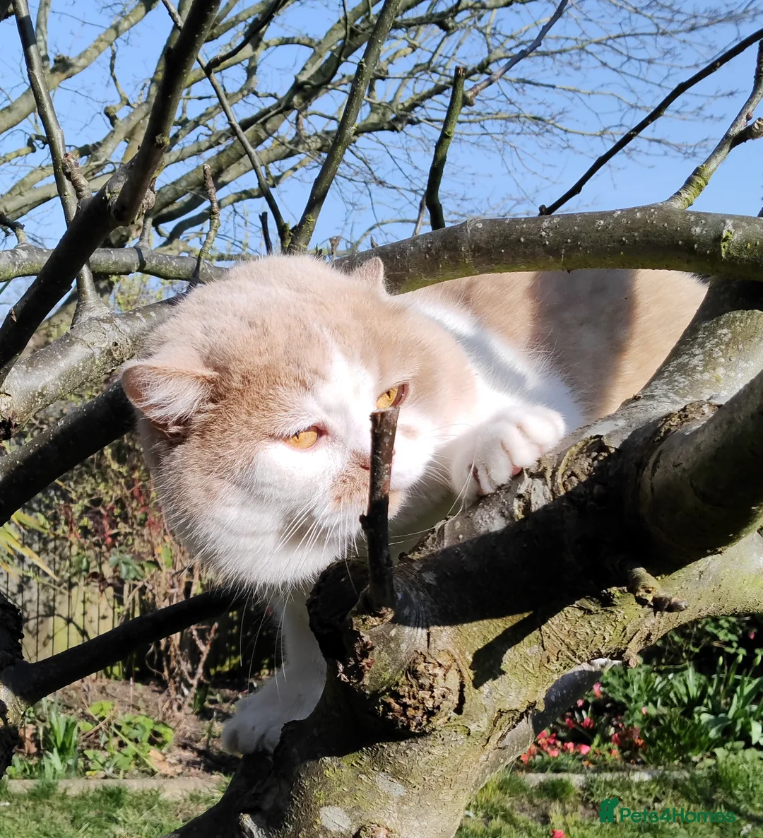 British Shorthair cats for stud: GCCF/TICA proven cream and white bicolour stud  in London - Advert 2