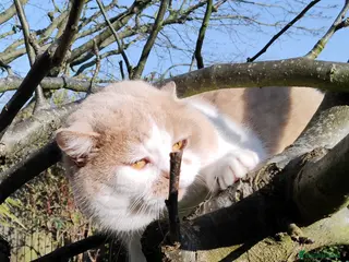 British Shorthair cats GCCF/TICA proven cream and white bicolour stud - Advert 20