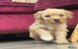 Goldendoodle dogs for sale: ⭐️⭐️READY NOW⭐️⭐️ Beautiful Goldendoodles - Image 28