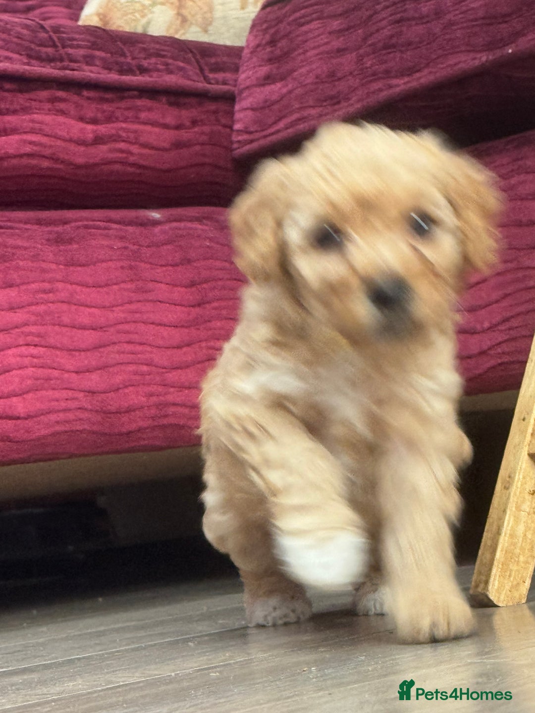 Goldendoodle dogs for sale: ⭐️⭐️READY NOW⭐️⭐️ Beautiful Goldendoodles - Image 28