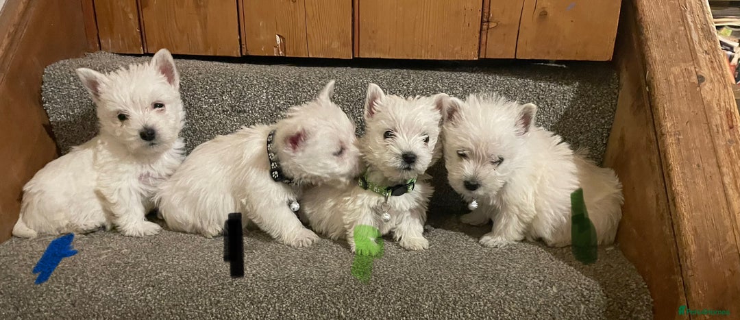 West Highland Terrier dogs for sale: Beautiful west highland puppies - Advert 6