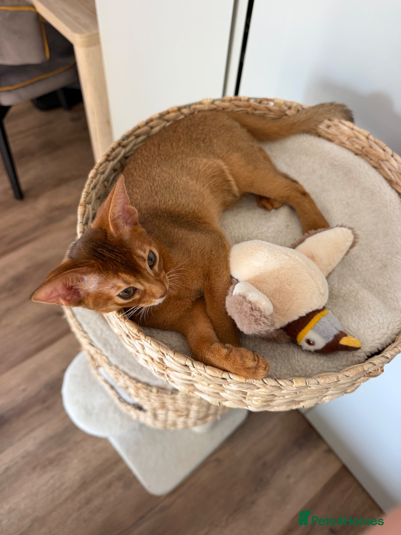 Abyssinian cats Last Girl 🎀 Ready to Go! - Advert 1