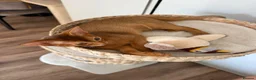 Abyssinian cats for sale: Pure Abyssinian 🌸 - Advert 8