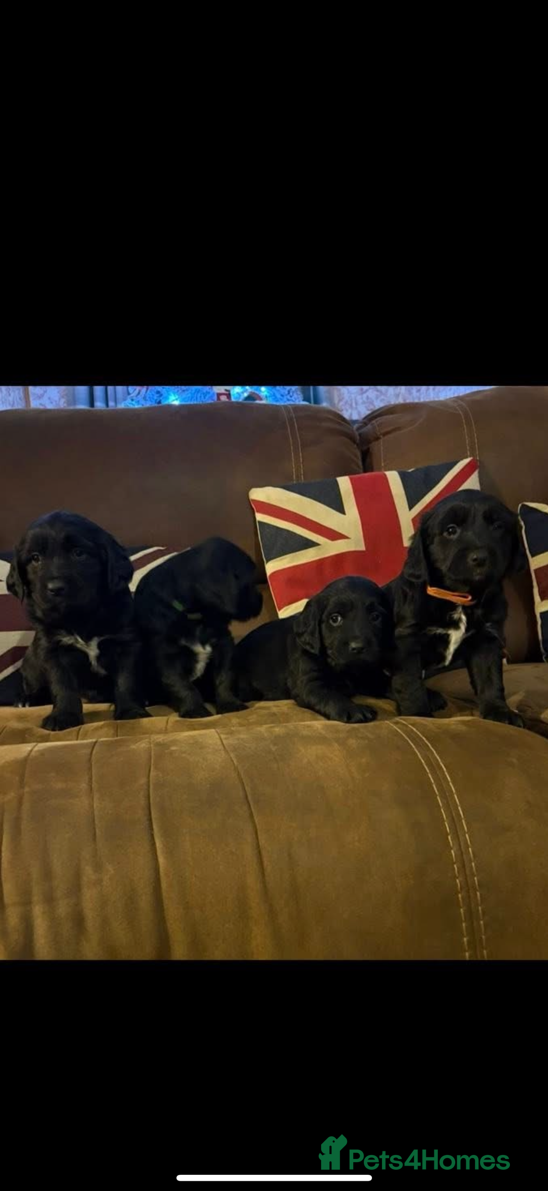 Mixed Breed dogs for sale: Golden Retriever cross Sprollies - Advert 6