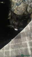 Domestic Shorthair cats 4 medium/longhair kittens,3 tuxedo 1 tortoiseshell - Advert 1
