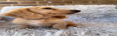 Miniature Dachshund 7