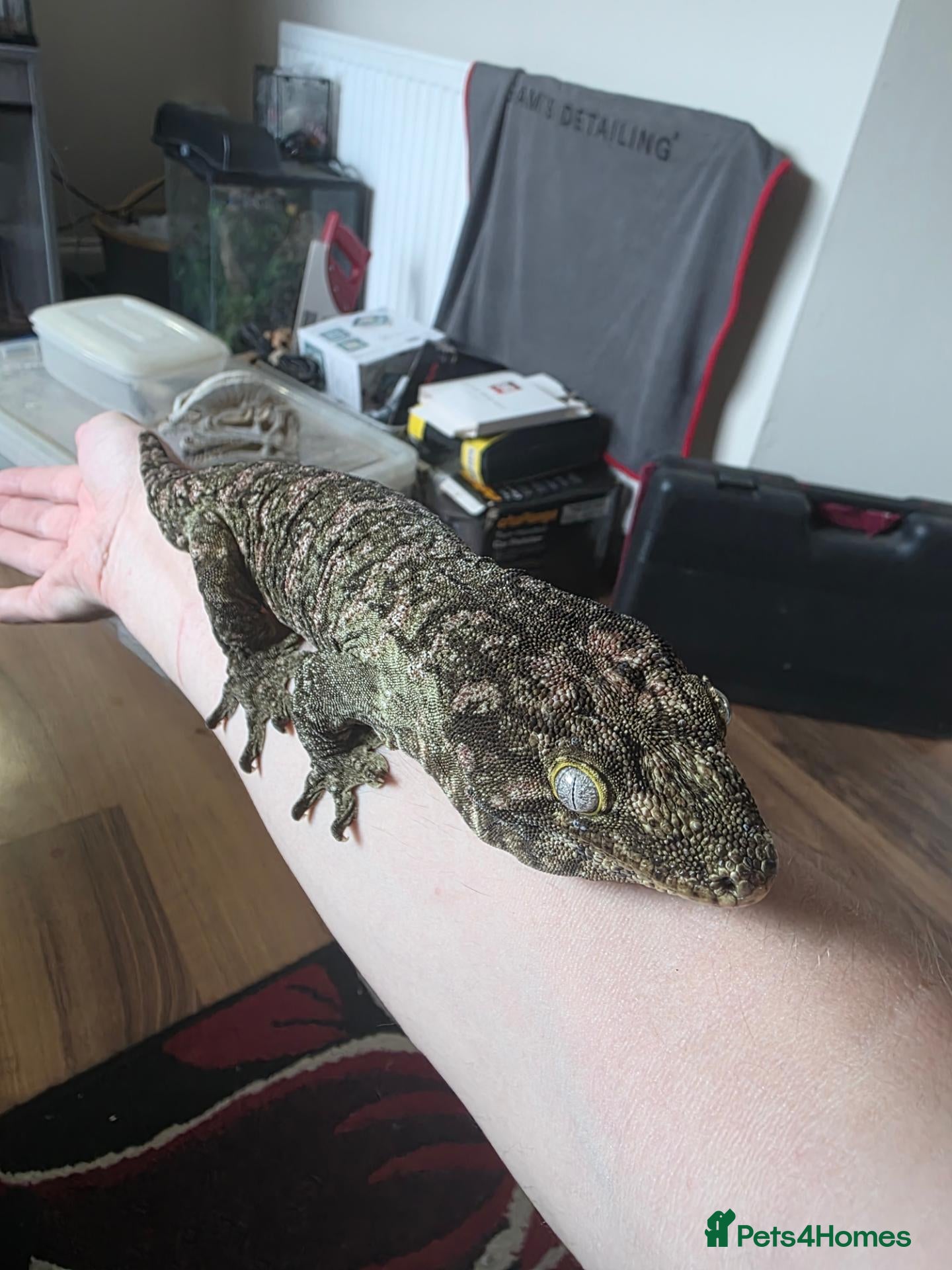 Gecko reptiles CB23 nuu ana leachianus gecko  - Advert 1