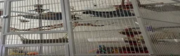 Conures birds for sale: Conure  - Advert 5
