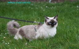 Ragdoll cats for sale: Stunning GCCF Registered Heart Melting Affection - Image 32