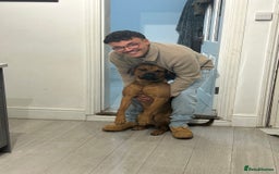 Mixed Breed dogs for sale: ❤️Loving Home Wanted for our Beloved Diego❤️ - Image 8