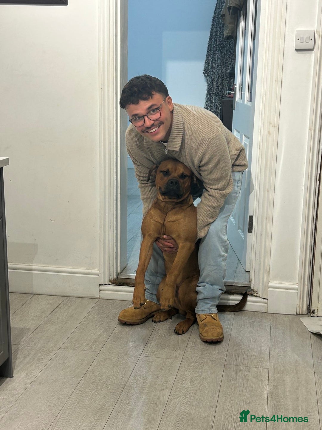 Mixed Breed dogs for sale: ❤️Loving Home Wanted for our Beloved Diego❤️ - Image 8