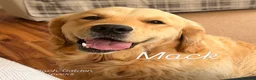 Golden Retriever dogs for stud: Exceptional Proven Stud - Advert 2