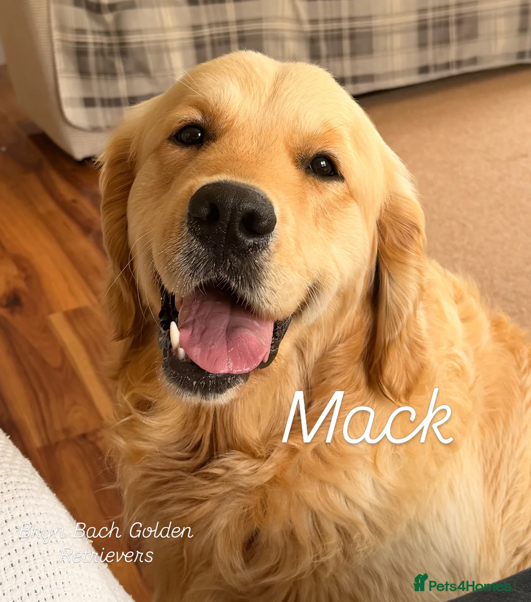 Golden Retriever dogs for stud: Exceptional Proven Stud - Advert 2