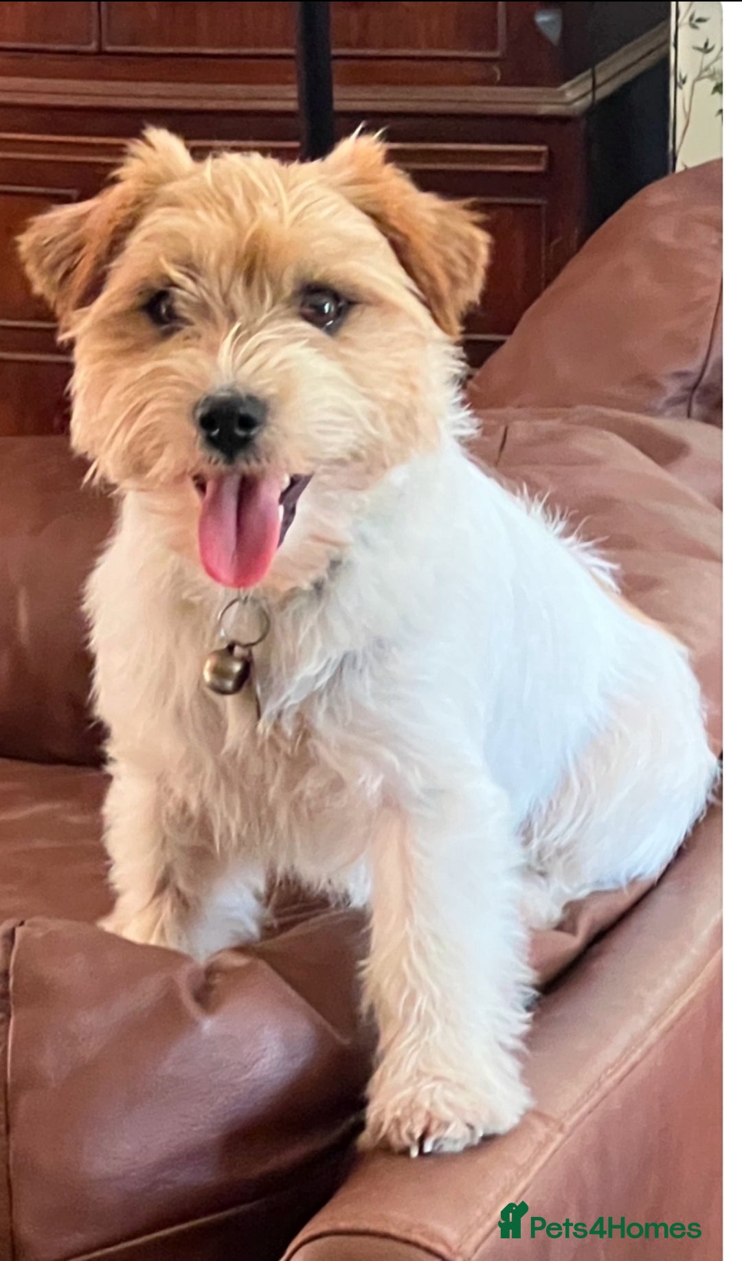 Jack Russell dogs for stud: Super KC Reg Health Tested Jack Russell  - Image 2