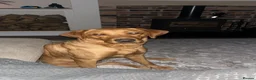 Labrador Retriever dogs for sale: Red fox Labrador  - Advert 3