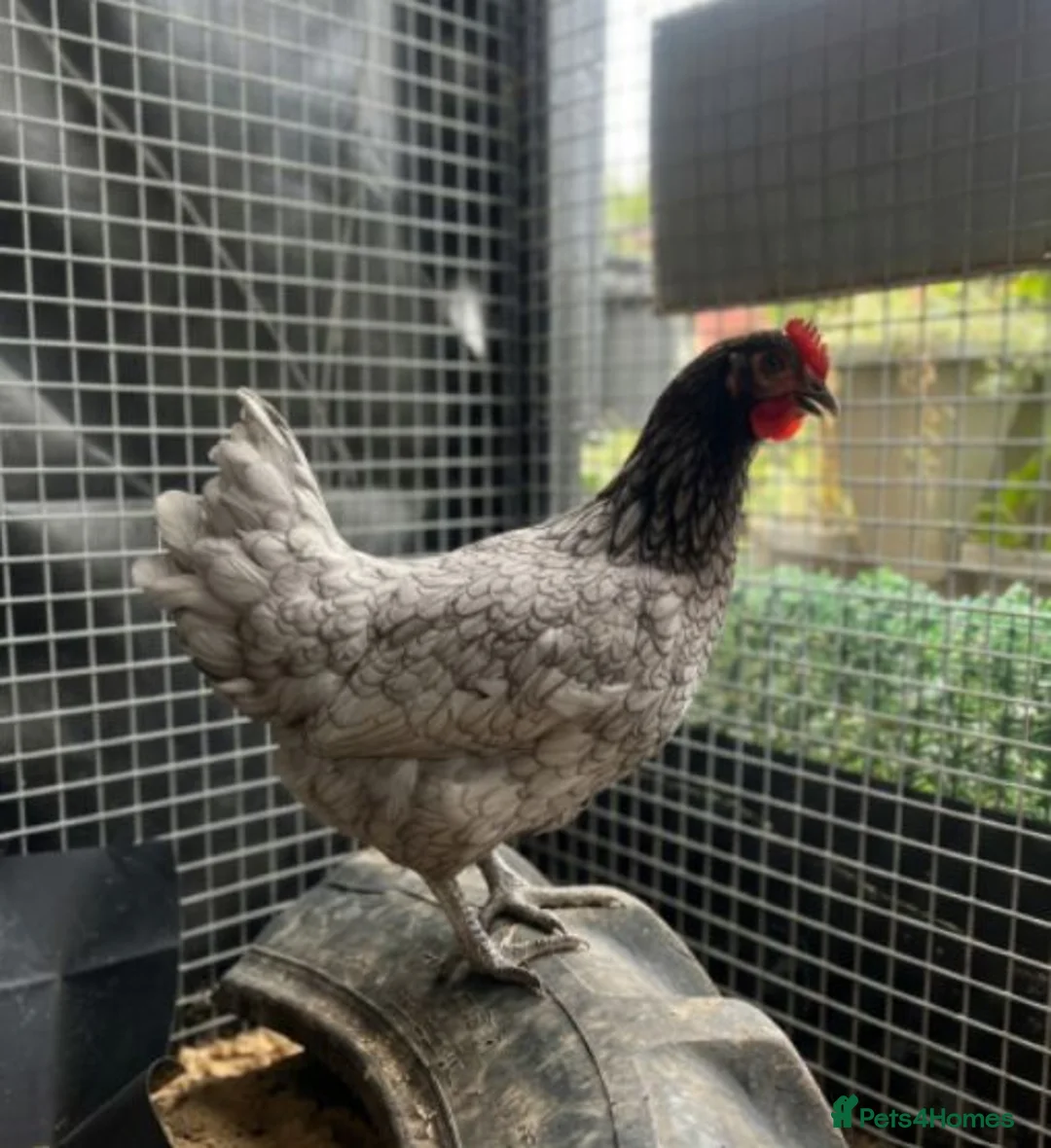 Chickens poultry for sale: POL Chickens - Laying Hens - Advert 6