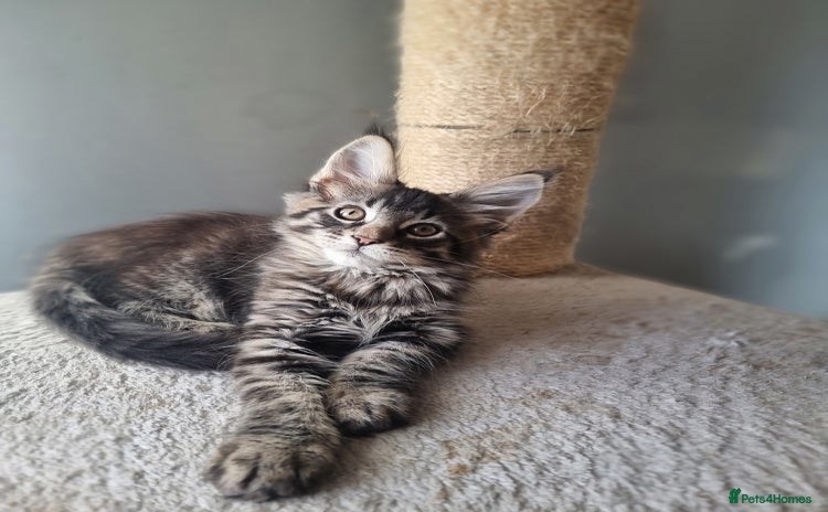 Maine Coon cats TICA REG.  Amazing kittens  - Advert 6