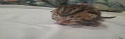 Mixed Breed cats for sale: Four adorable kitten - one boy and three girls - Advert 4