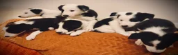 Border Collie dogs for sale: Pure breed Border Collies short and long hair - Advert 15
