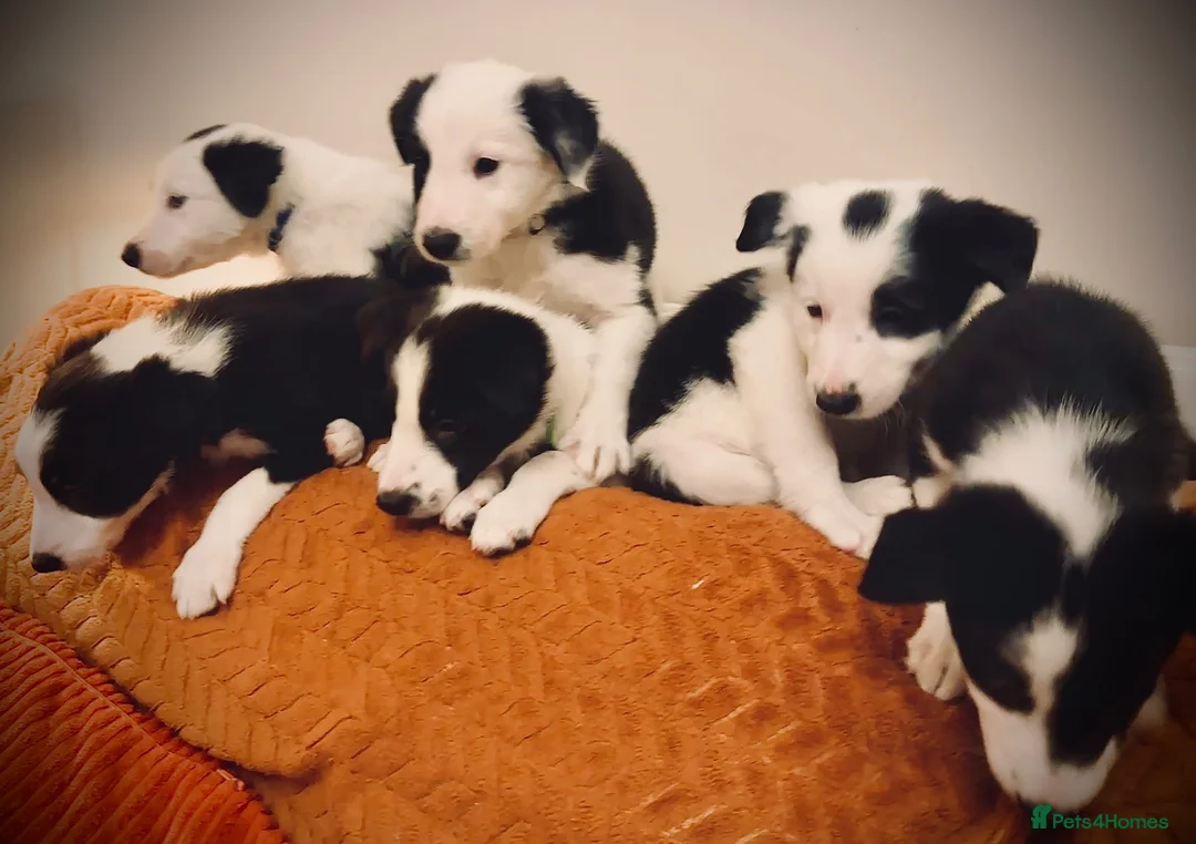 Border Collie dogs for sale: Pure breed Border Collies short and long hair - Advert 15