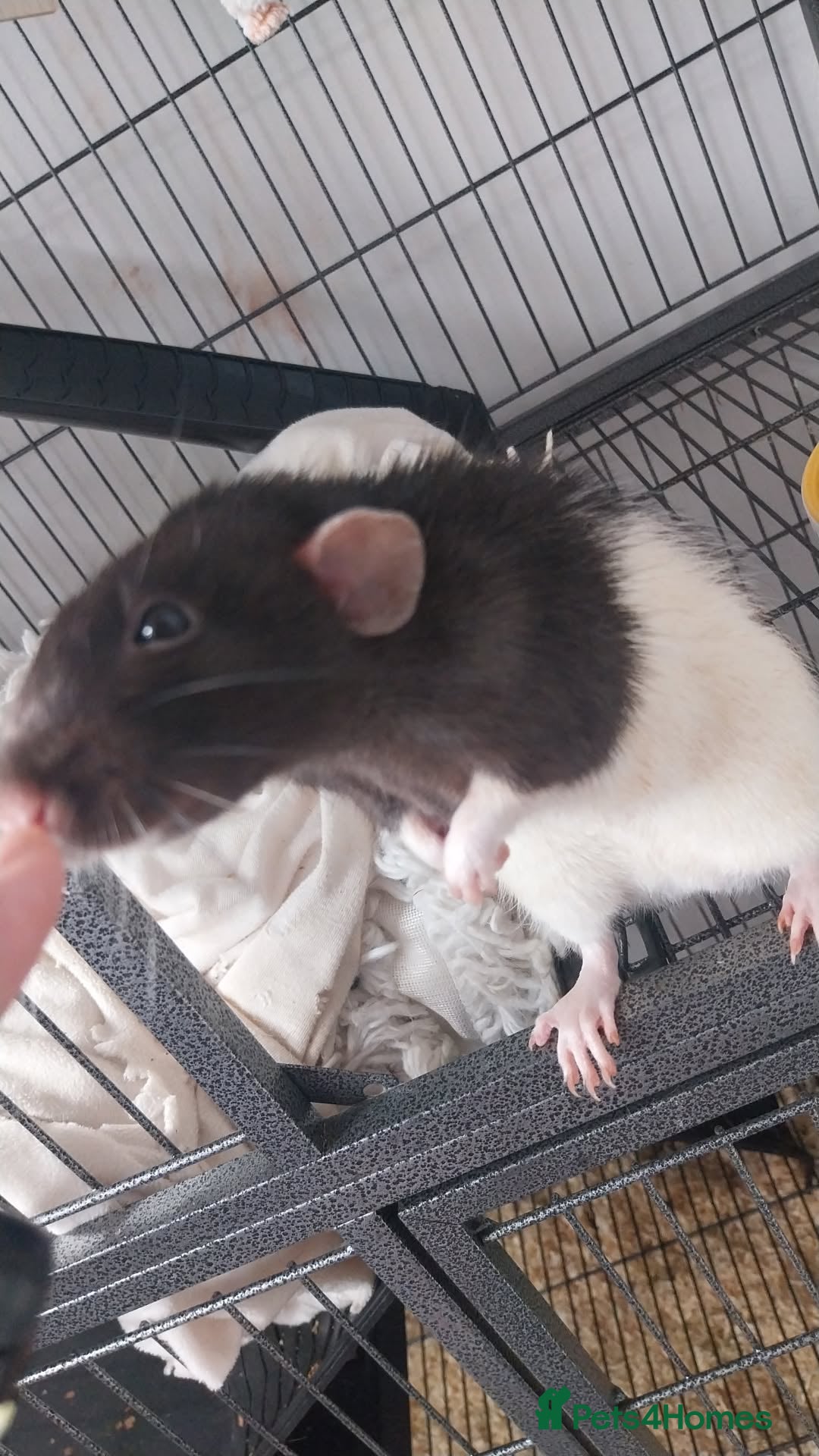 Rat rodents for sale: 100 for male and cage 150 for the 4 girls and cage - Image 1