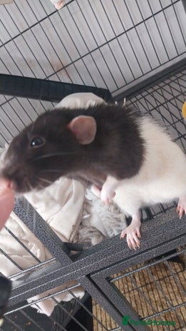 Rat rodents - Advert 2