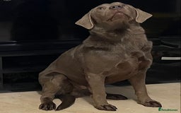 Labrador Retriever dogs for stud: Silver KC Reg Labrador stud dog for sale - Image 4