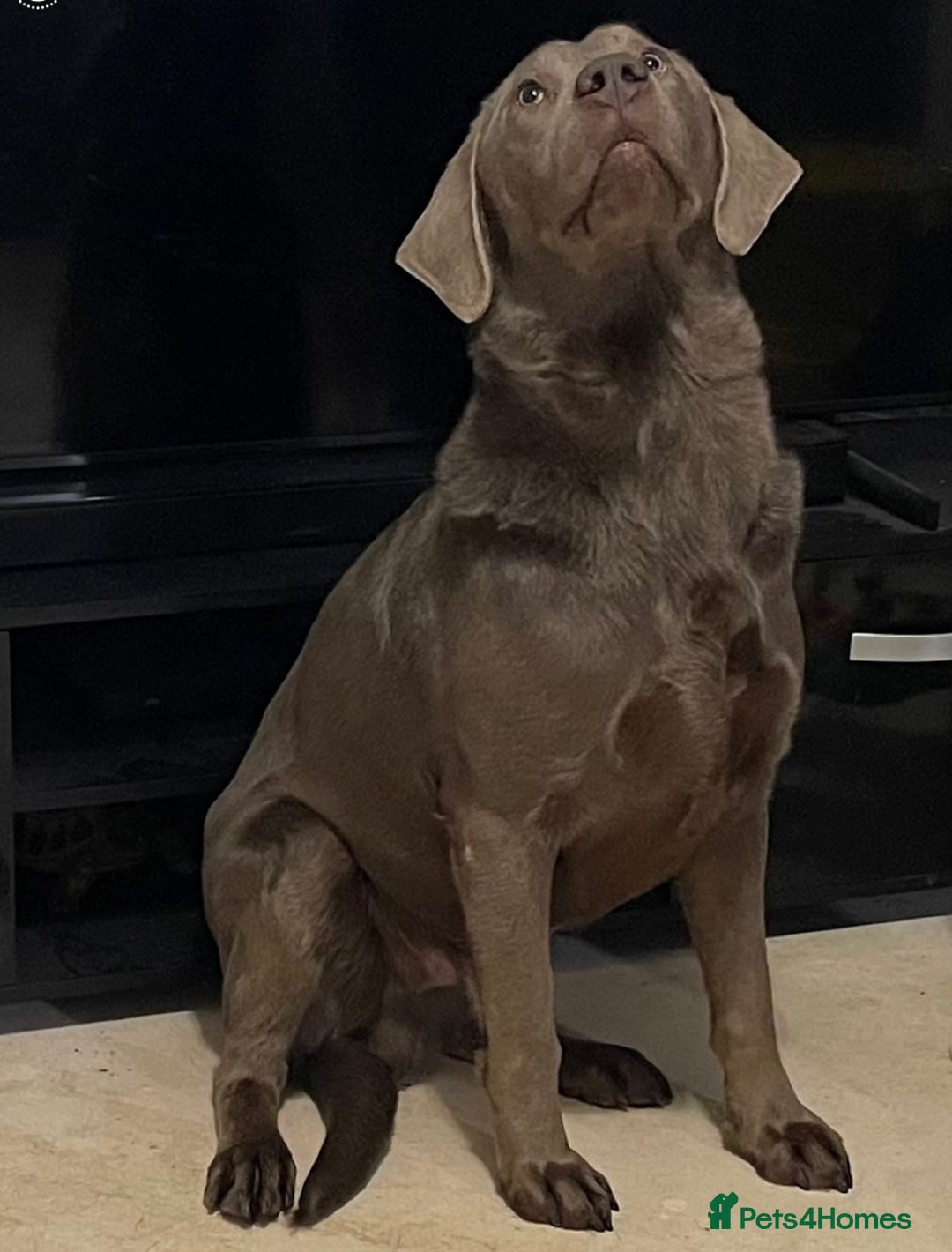 Labrador Retriever dogs for stud: Silver KC Reg Labrador stud dog for sale - Image 4