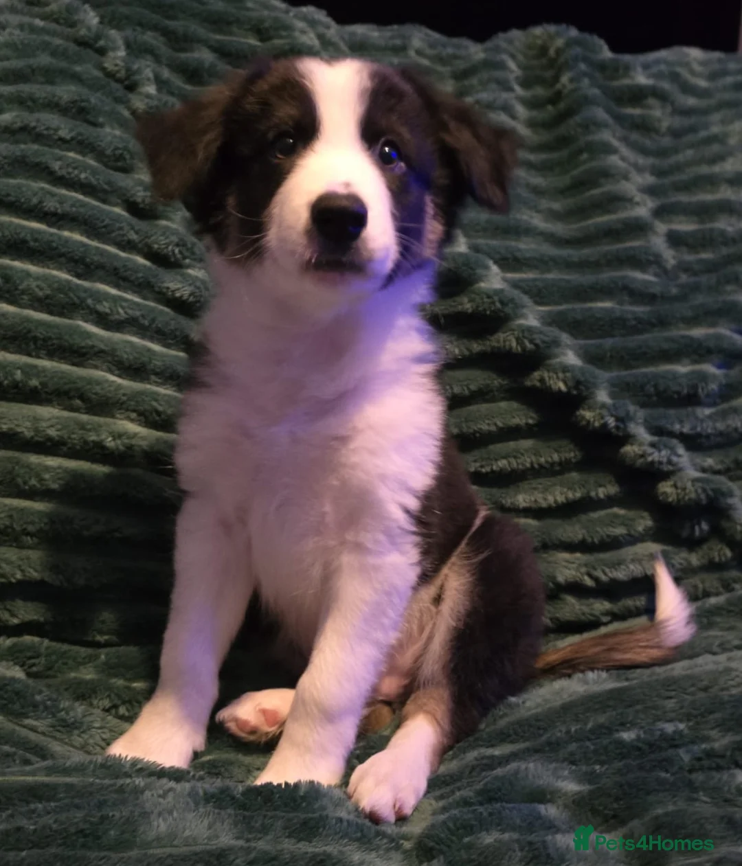 Border Collie dogs for sale: Border collie pups  - Advert 3