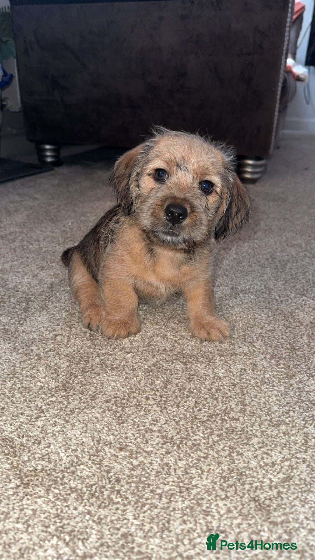 Mixed Breed dogs for sale: Dashi apso puppies  - Advert 6