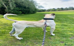 Presa Canario dogs for stud: BRUCE THE TANK AVAILBLE FOR STUD! - Image 4