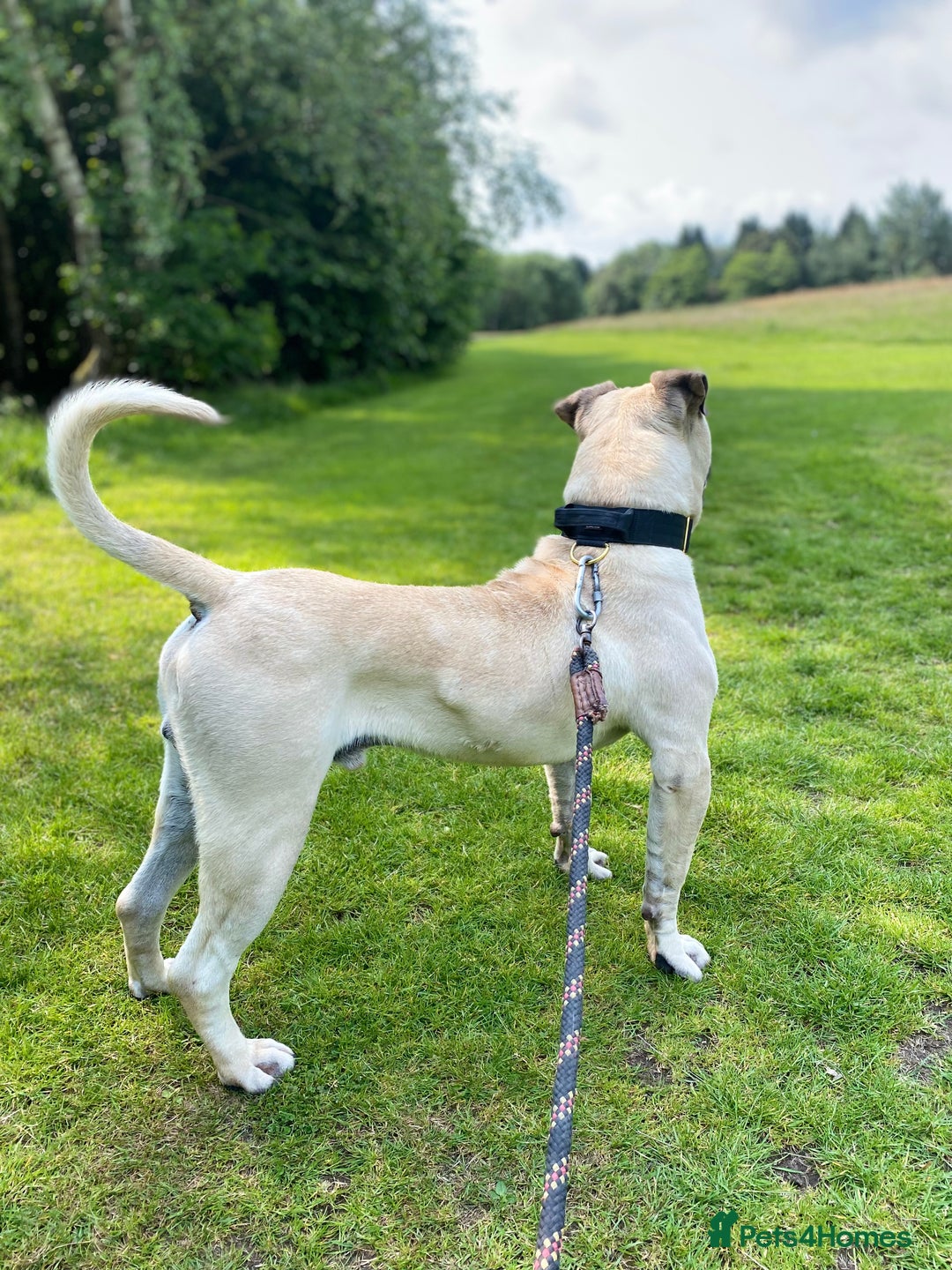 Presa Canario dogs for stud: BRUCE THE TANK AVAILBLE FOR STUD! - Image 4