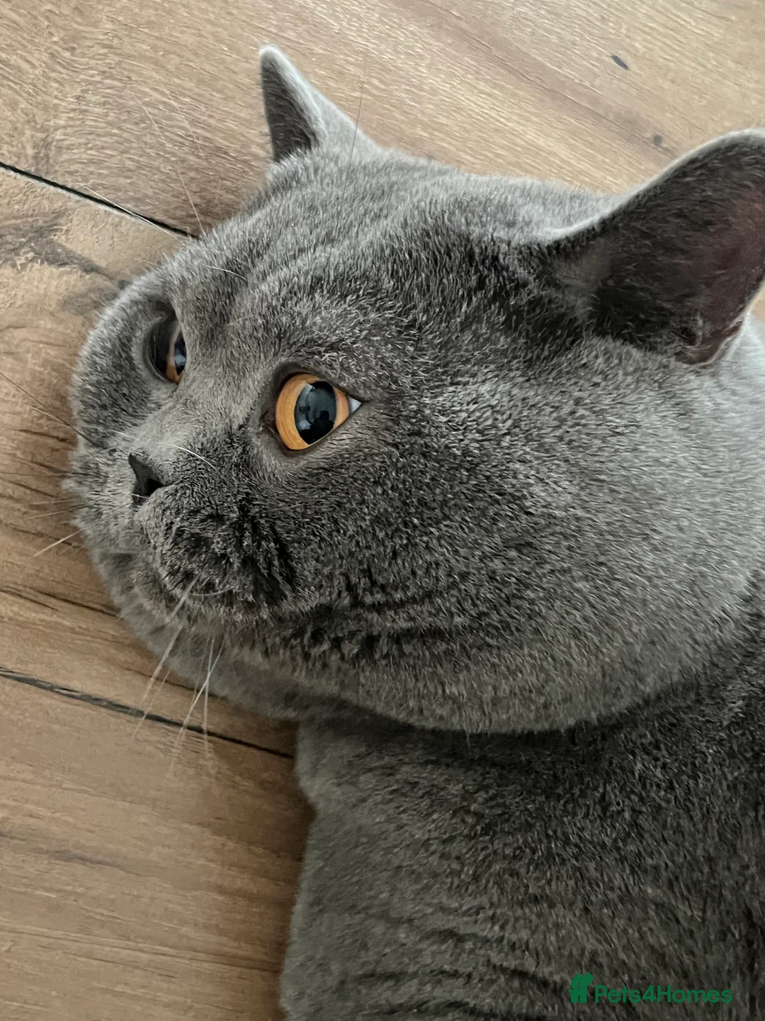 British Shorthair cats for stud: British Shorthair for Stud - Advert 3