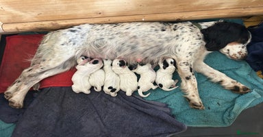 Cocker Spaniel dogs - Advert 2