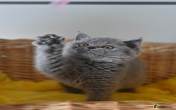 British Shorthair cats for sale: GCCF reg blue kittens ready to go from 24/10 - Image 23