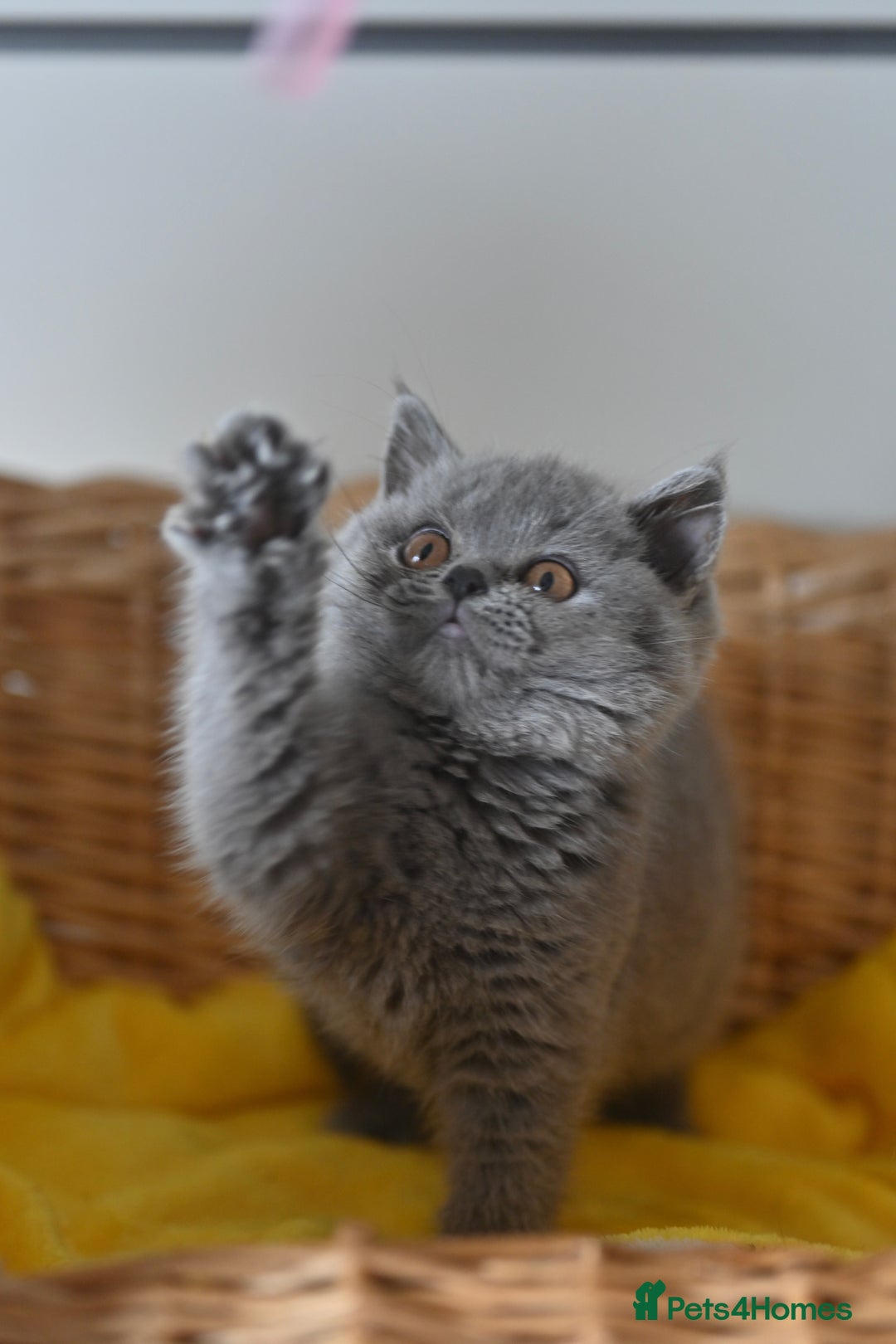 British Shorthair cats for sale: GCCF reg blue kittens ready to go from 24/10 - Image 23