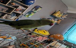 Parrots birds for sale: Beautiful ringneck looking for a new home - Image 6