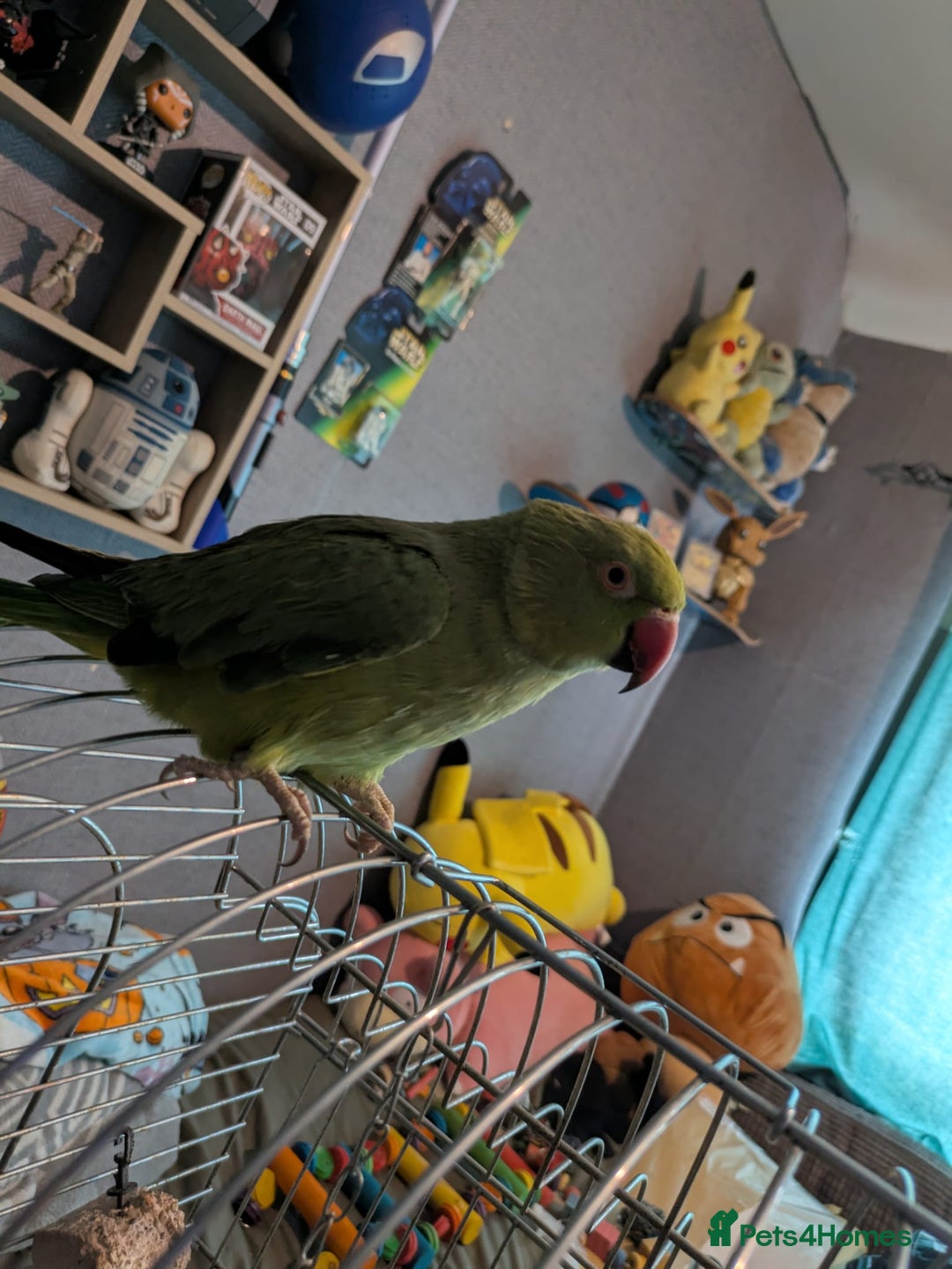 Parrots birds for sale: Beautiful ringneck looking for a new home - Image 6