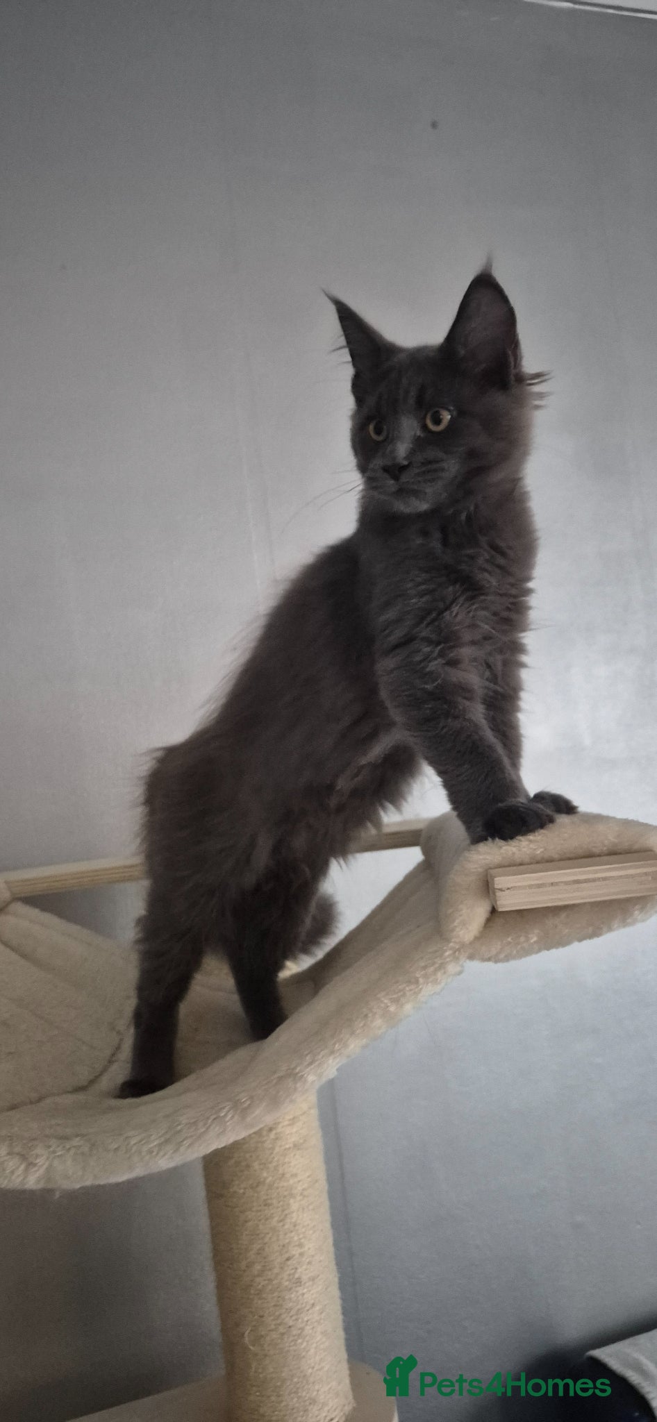 Maine Coon cats Maine Coon kittens TICA Boys available  - Advert 15