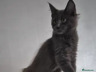 Maine Coon cats Maine Coon kittens TICA Boys available - Advert 15