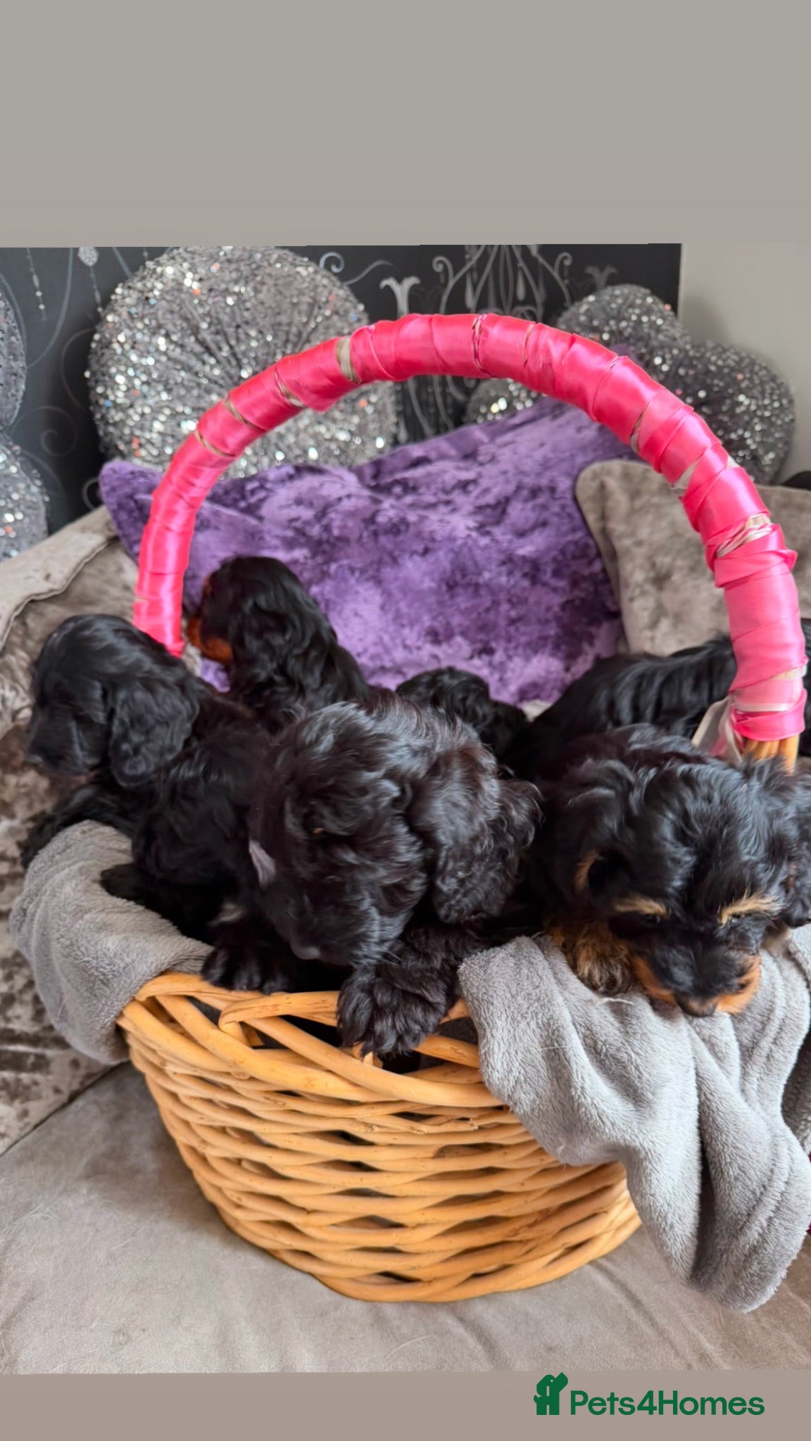 Doxiepoo dogs Fur Doxipoo Babies  - Advert 2