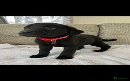 Labrador Retriever dogs for sale: Labador puppies  - Image 5